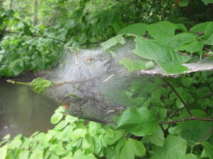Faszination Natur